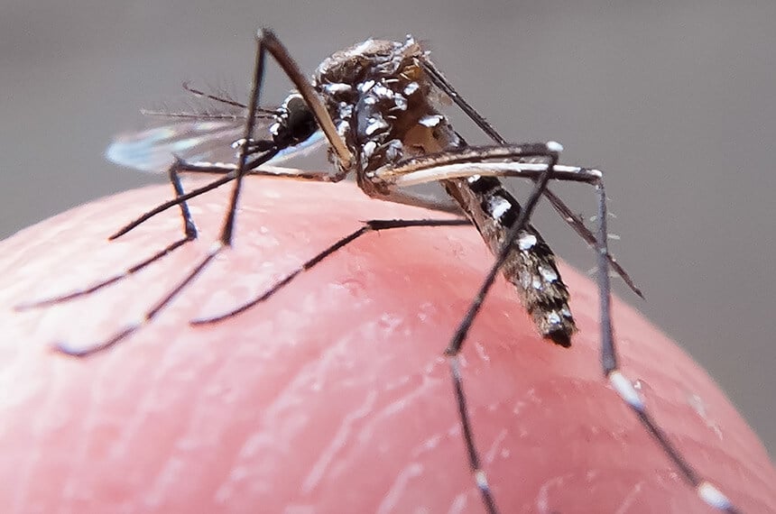 O Brasil enfrentou uma das maiores epidemias de dengue da sua história. No início de 2024, o número de casos de dengue ultrapassou 1,9 milhão, com mais de 630 óbitos confirmados, segundo dados do Ministério da Saúde.